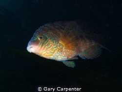 Corkwing Wrasse, taken in Dunmanus Bay, County Cork, Irel... by Gary Carpenter 